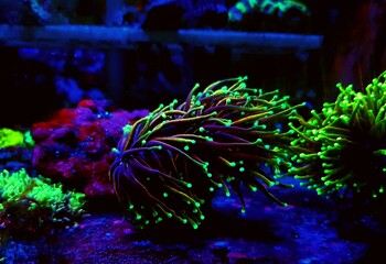 Coral in Motion - Golden Euphyllia Torch LPS coral