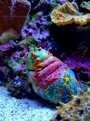 Sea apple colorful marine invertebrate - Pseudocolochirus violaceus