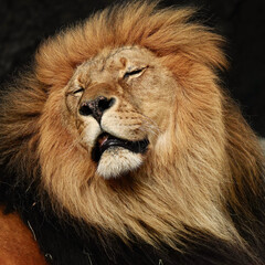 portrait of a lion