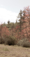 Red foliage on trees in the forest
