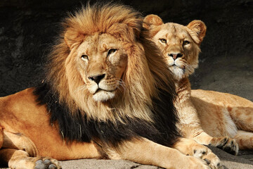 male lion and lioness