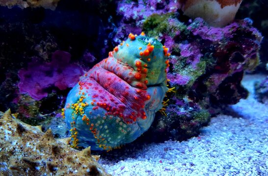 Sea apple colorful marine invertebrate - Pseudocolochirus violaceus