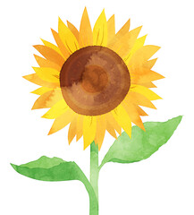 水彩風 まっすぐ伸びるひまわりのイラスト