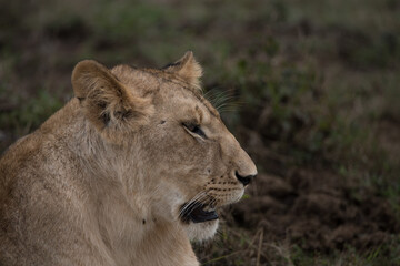 Fototapeta na wymiar African Lion portrait