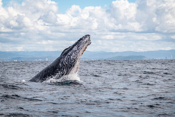 Obraz premium Whale head lunge on the Gold Coast, Queensland Australia 