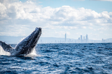 Whale  on the Gold Coast, Queensland Australia 