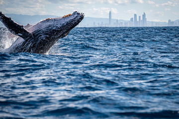 Whale breach on the Gold Coast, Queensland Australia 