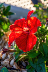 A bright red blooming Zhu Jin flower, a Chinese rose