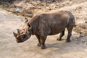 Obraz premium Portrait of a Eastern Black Rhinoceros
