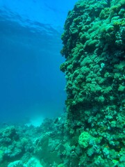 Fototapeta na wymiar coral reef in the island sea
