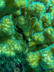 coral reef in the sea