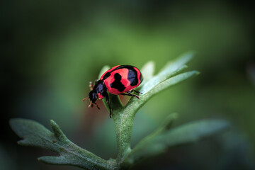 ladybird on a leaf