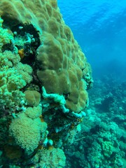 corals in the reef