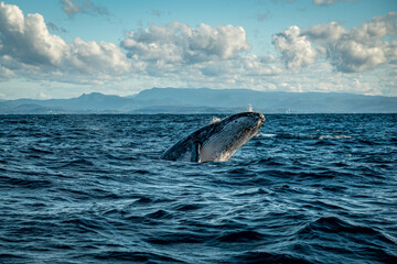 Fototapeta na wymiar Whale on the Gold Coast, Queensland Australia 