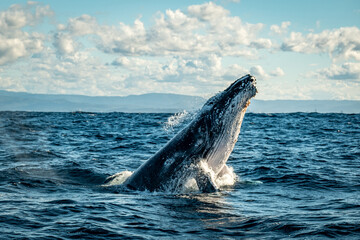 Whale head lunge on the Gold Coast, Queensland Australia 