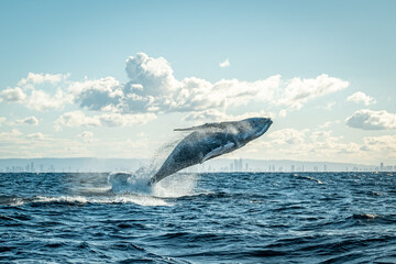 Whale breaching on the Gold Coast, Queensland Australia 