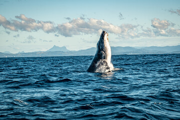 Whale in the ocean in front of Mount Warning, NSW