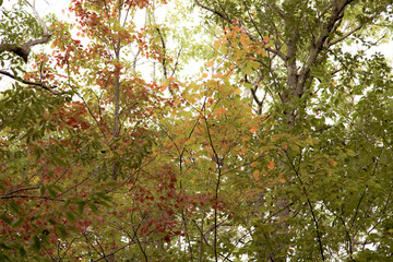 Colorful autumn leaves
