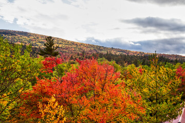 Vibrant maple tree with rolling hills in autumn