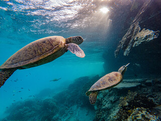 Turtles at Heron Island Queensland near the wreck 