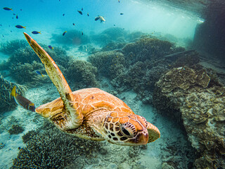 Turtle at Heron Island Queensland near the wreck 