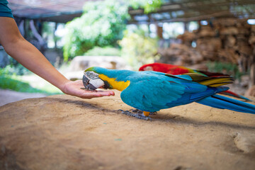 macaw parrot feed sunflower seeds pet in the zoo