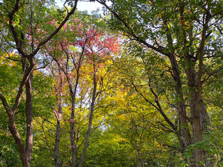 looking up into high forest trees changing colors in autumn season with blue sky