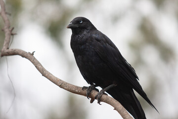 Fototapeta premium Animals in the Zoo