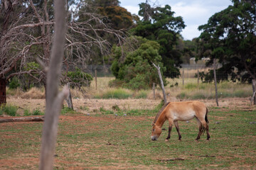 Animals in the Zoo
