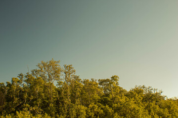 Obraz premium Sun dancing on the green of the coastal mangroves