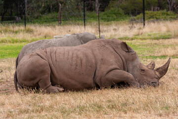 Fototapeta premium Animals in the Zoo