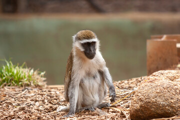 Animals in the Zoo