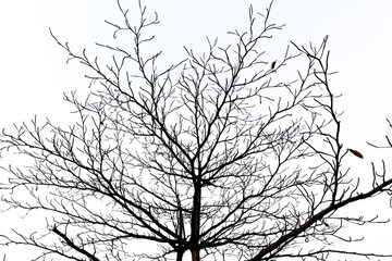 Tree silhouette vector on white background.