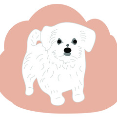 Vector sketch dog breed Bichon Maltese