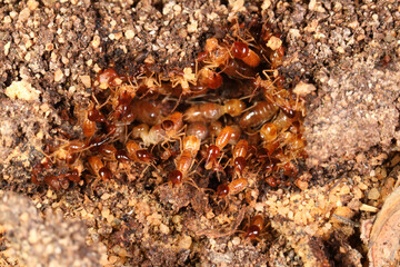Snouted or gluegun termites (Nasutitermes exitiosus )rush to defend a break in a subterranean tube near at a termite colony in Sydney, Australia.
