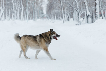 Winter husky portrait on a walk in park, beautiful dog in nature, friendship, pet. Dog or wolf