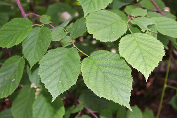 Background of wild hazelnut leaves in a forest