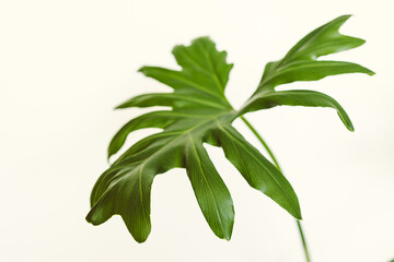 close-up of monstera plant leaf on white shot indoor