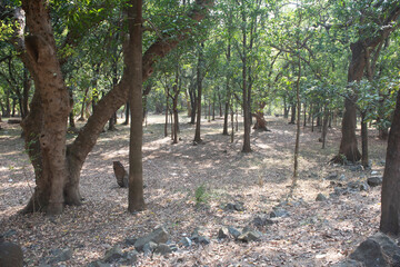 Nashik , India - 20 February 2021, Mango forest in the village of Nashik Maharashtra......