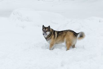 Winter husky portrait on a walk in park, beautiful dog in nature, friendship, pet. Dog or wolf