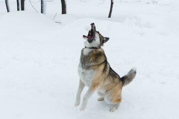 Winter husky portrait on a walk in park, beautiful dog in nature, friendship, pet. Dog or wolf