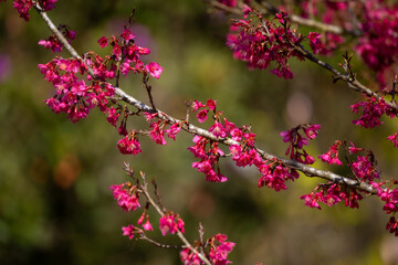 Fototapeta na wymiar Pink cherry blossoms in full bloom, looking dense, giving a feeling of abundance.