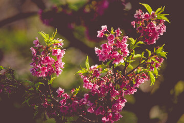 Pink cherry blossoms in full bloom, looking dense, giving a feeling of abundance.