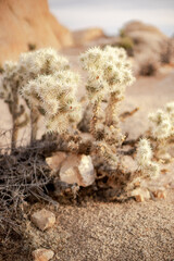 Joshua Tree National Park