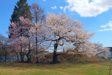兜塚古墳の桜の風景　（宮城県仙台市太白区根岸町）