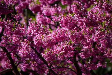 Pink cherry blossoms in full bloom, looking dense, giving a feeling of abundance.