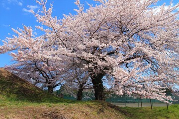 兜塚古墳の桜の風景　（宮城県仙台市太白区根岸町）