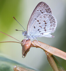 butterfly on a mantis head