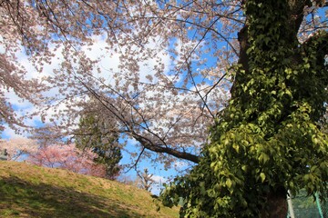 桜の幹越しの桜と丘の風景