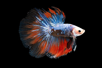 Swimming Action of Betta, Siamese fighting fish, Colorful Betta, pla-kad (biting fish) Thai; Half moon blue and red betta isolated on black background